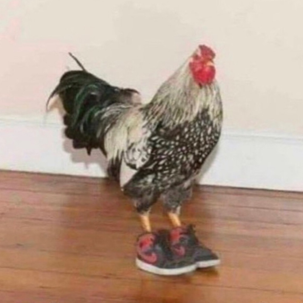 Meet your Posher, Hugo